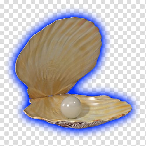 Clam mussel seashell pearl. Oyster clipart cockle