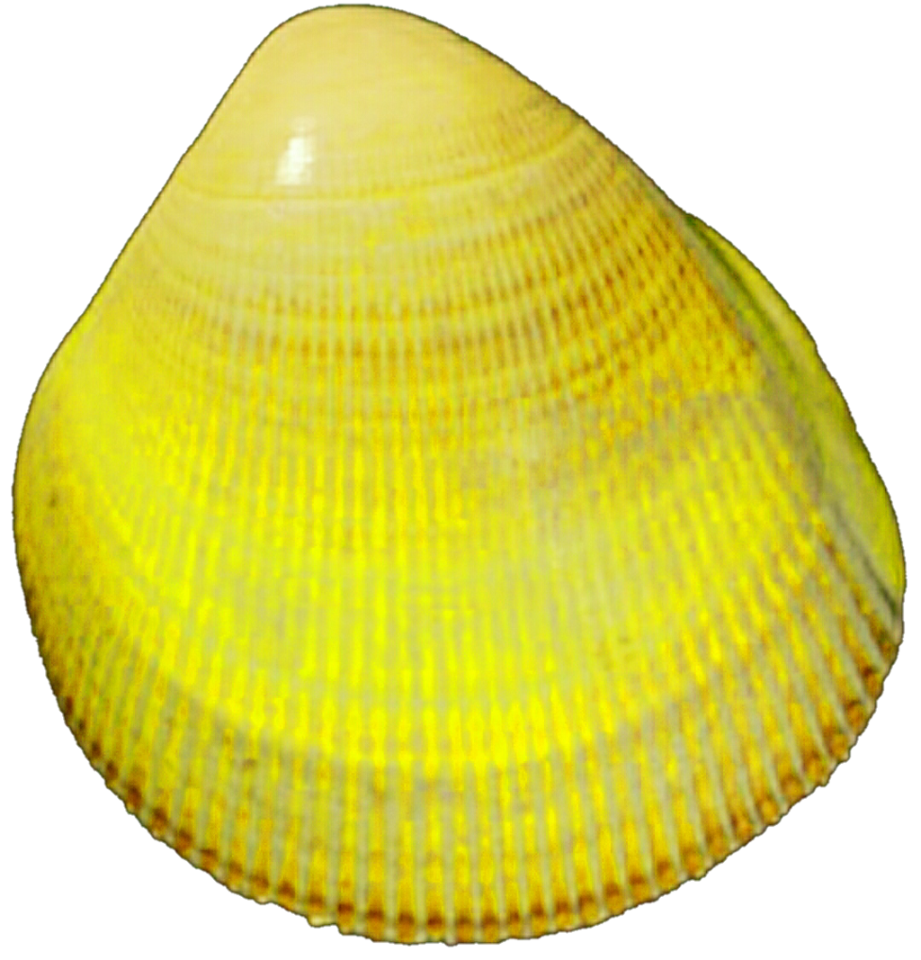 clam clipart yellow
