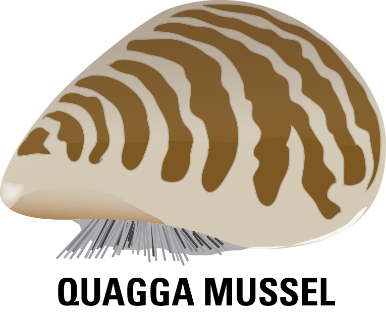  collection of mussels. Clam clipart zebra mussel
