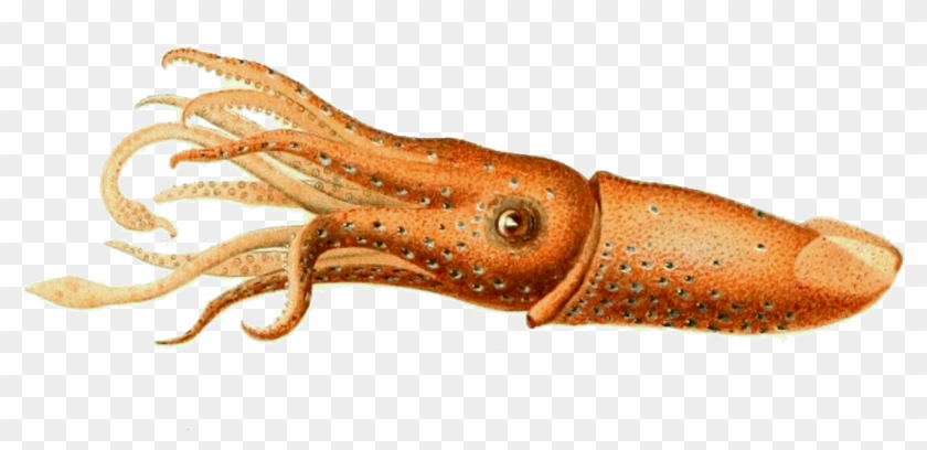 clarinet clipart squid