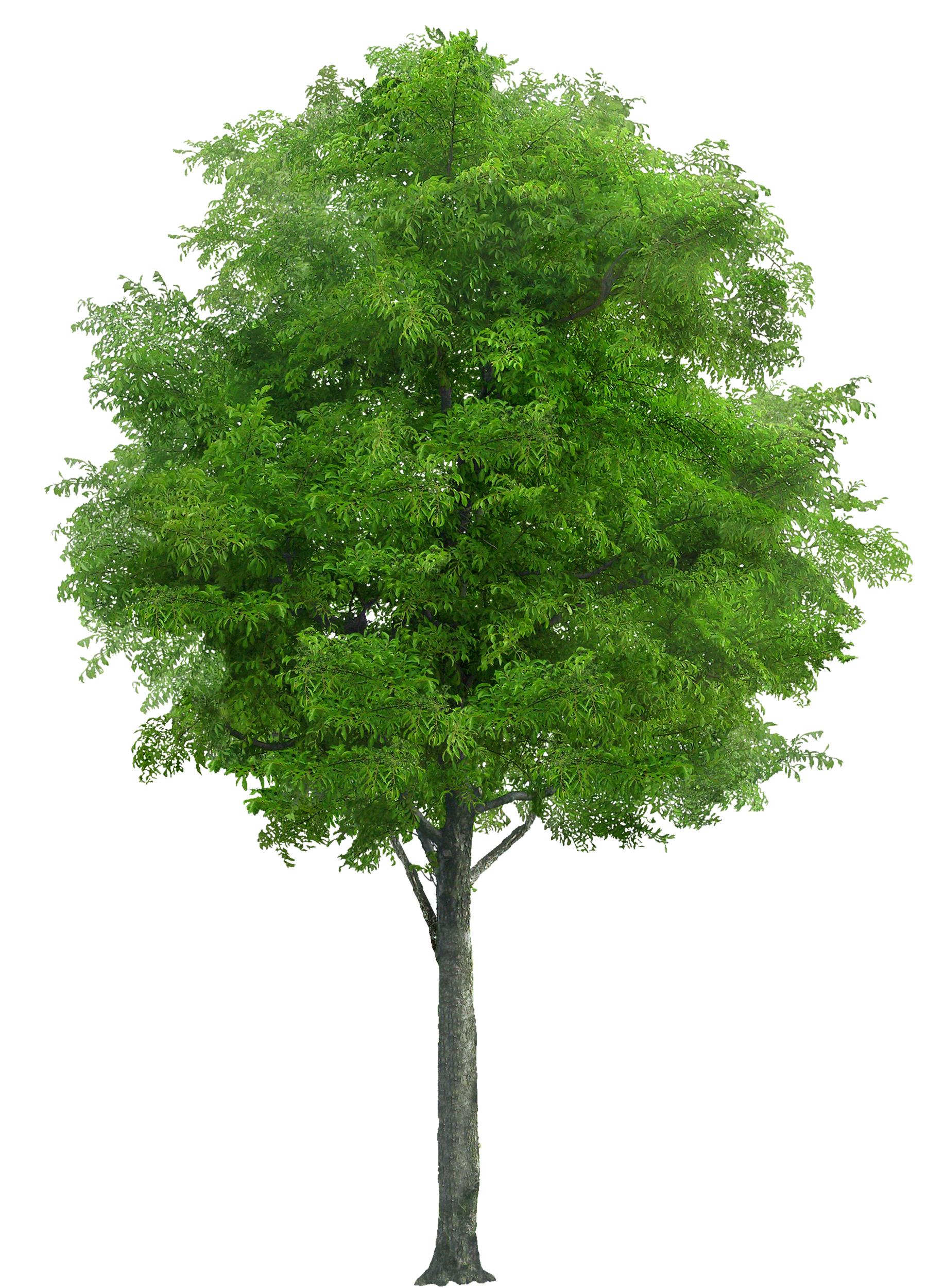 clipart tree realistic
