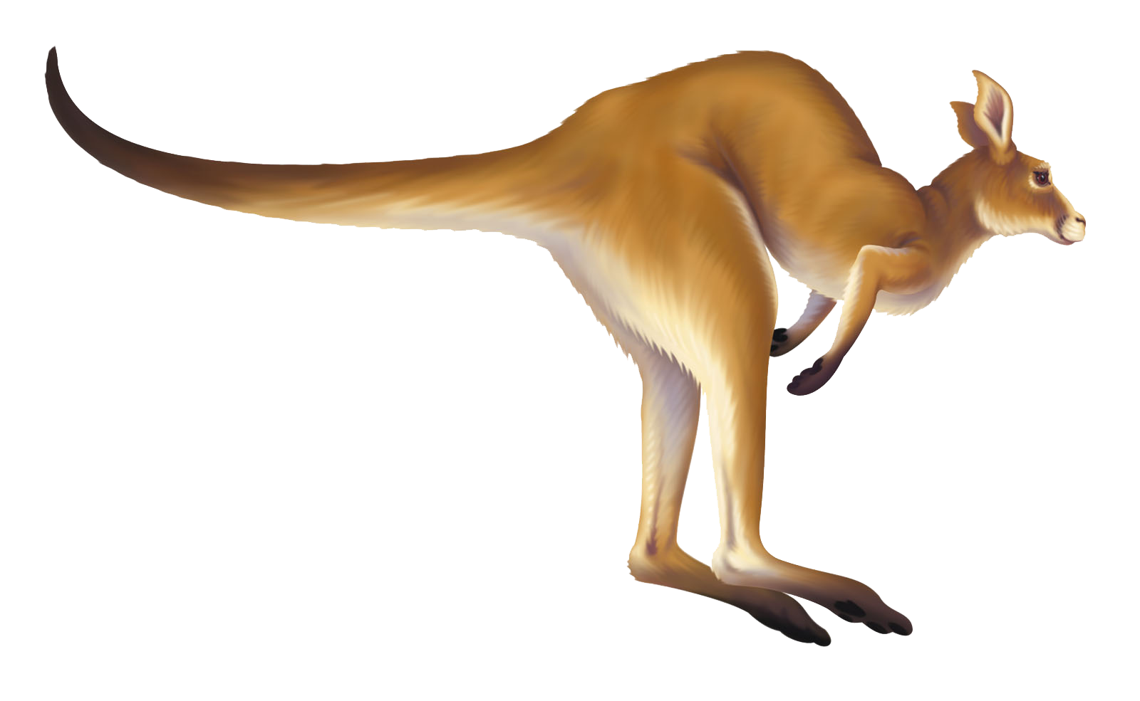 Hopping kangaroo collection clip. Jumping clipart animated