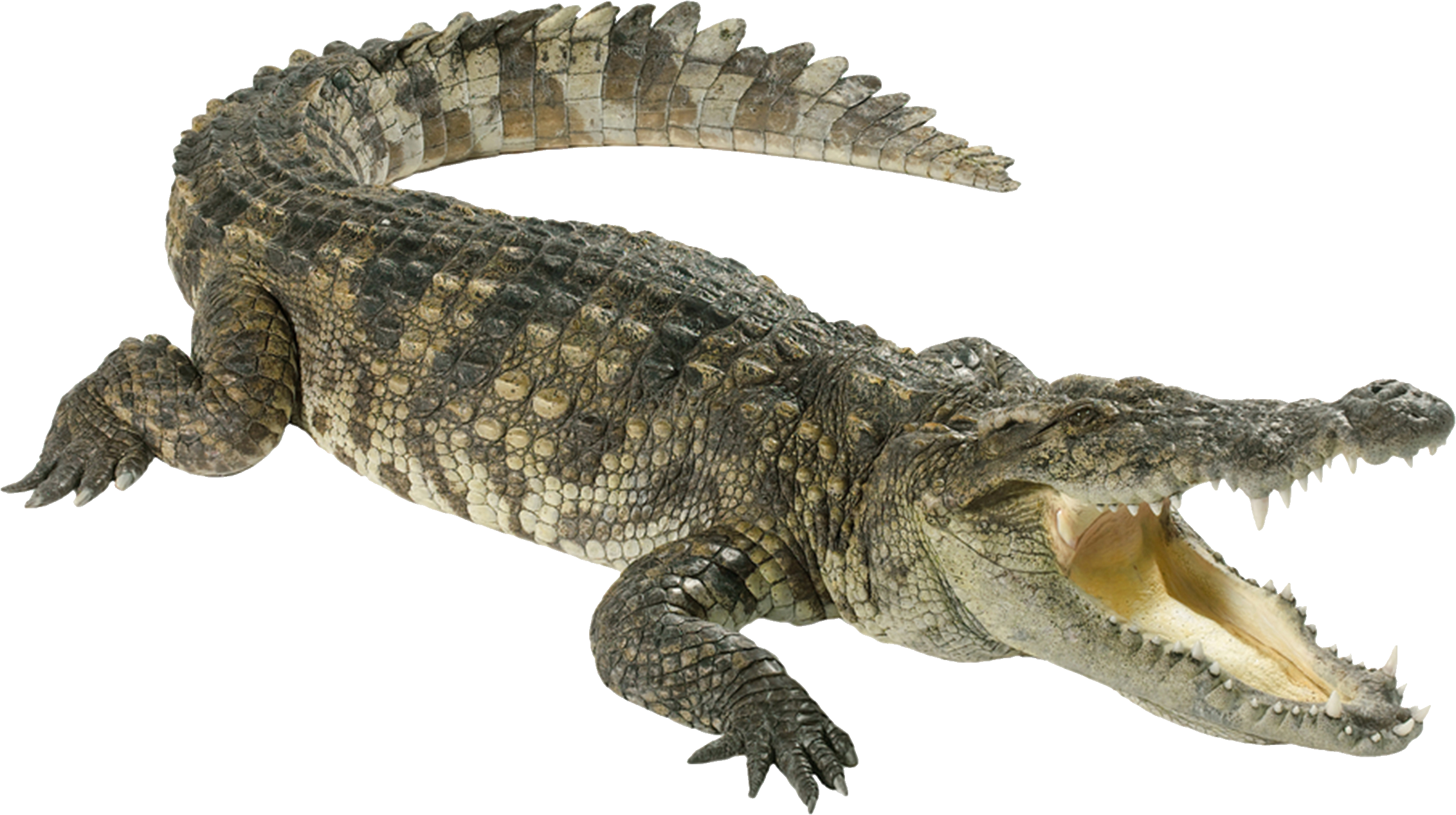 clipart animals crocodile