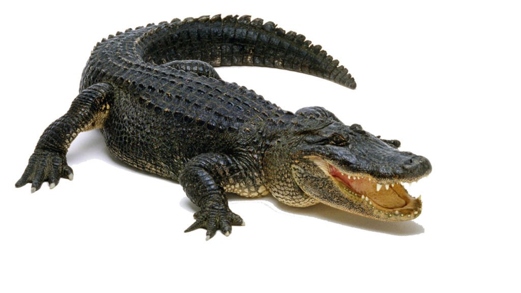 Clipart Alligator American Alligator Clipart Alligator American