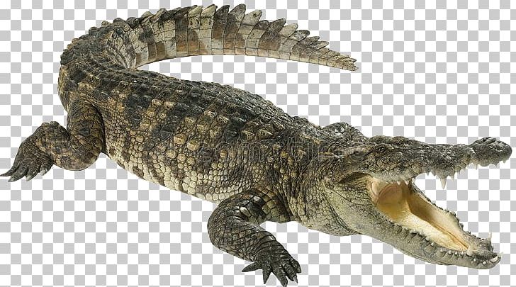 clipart alligator american alligator