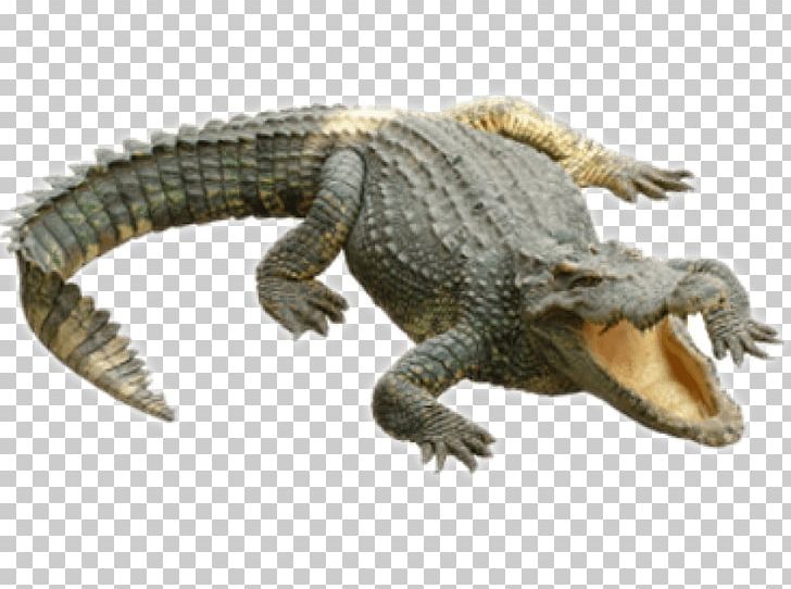 Clipart alligator caiman. Crocodiles alligators png 