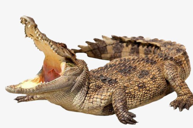 clipart alligator carnivore
