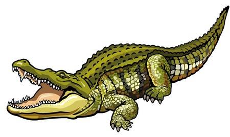 clipart alligator carnivore