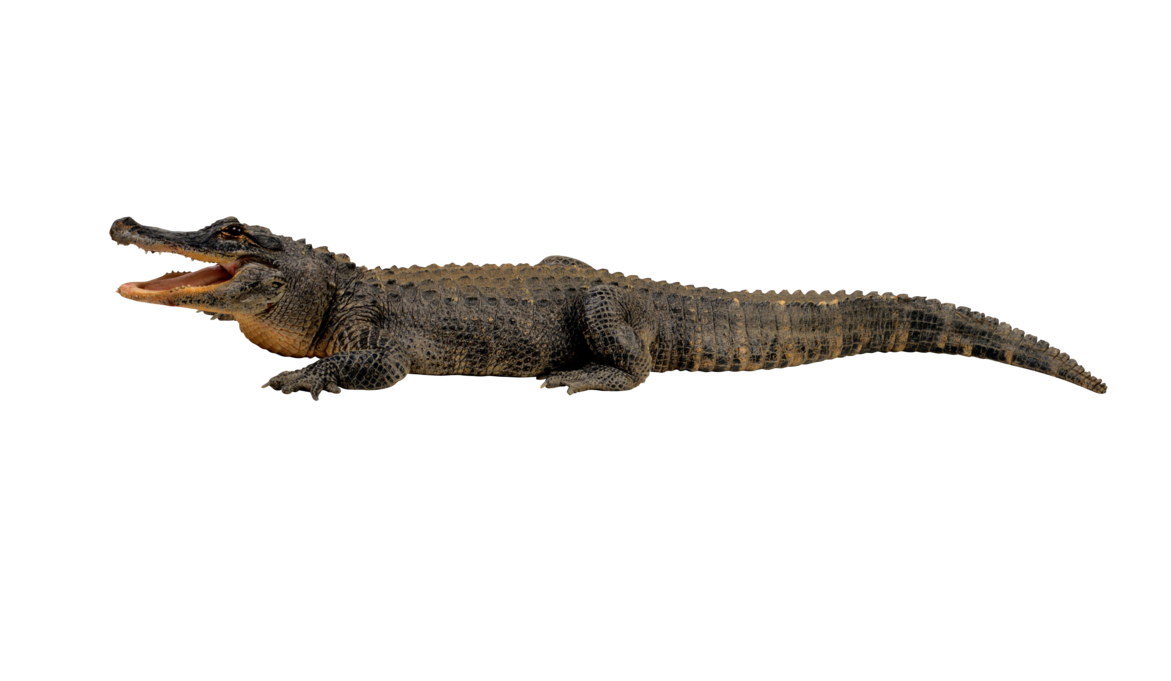 Crocodile png by absurdwordpreferred. Relaxing clipart alligator