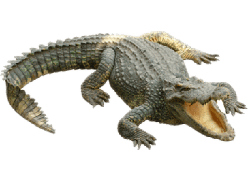 clipart alligator cocodrilo