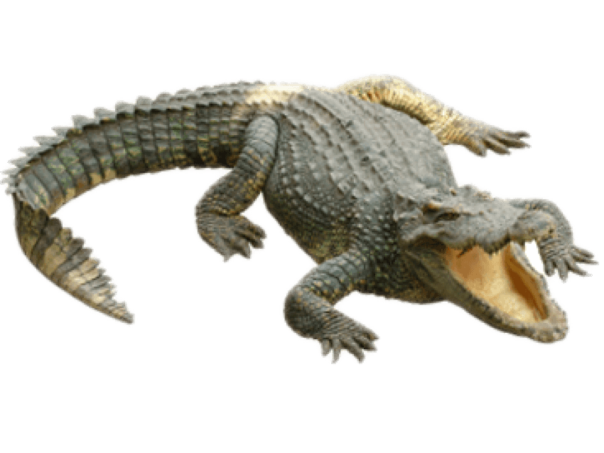 crocodile clipart cocodrilo