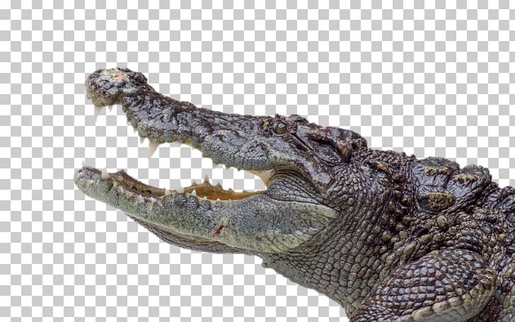 clipart alligator crocodile australian