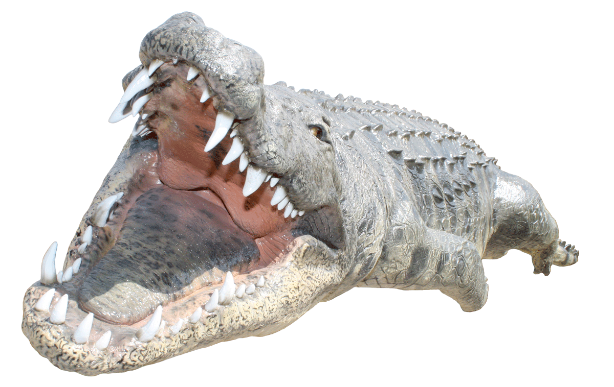 Alligator crocodile head