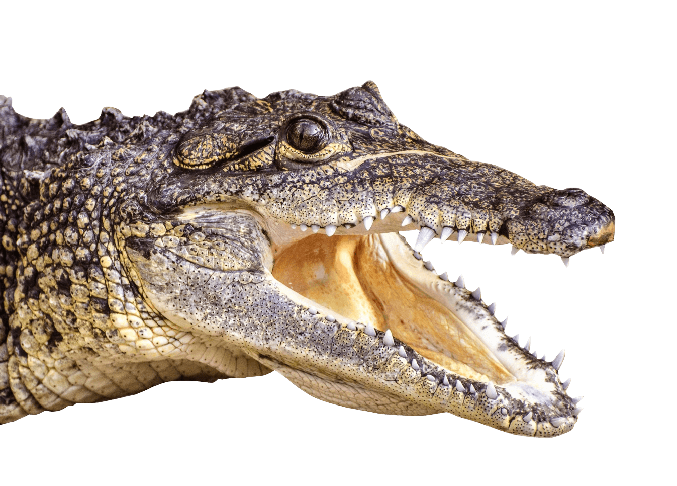 clipart alligator crocodile head