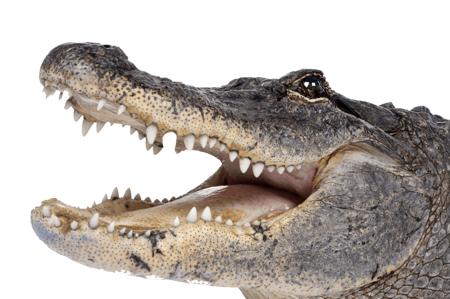 Gator clipart gator head. Crocodile right transparent png