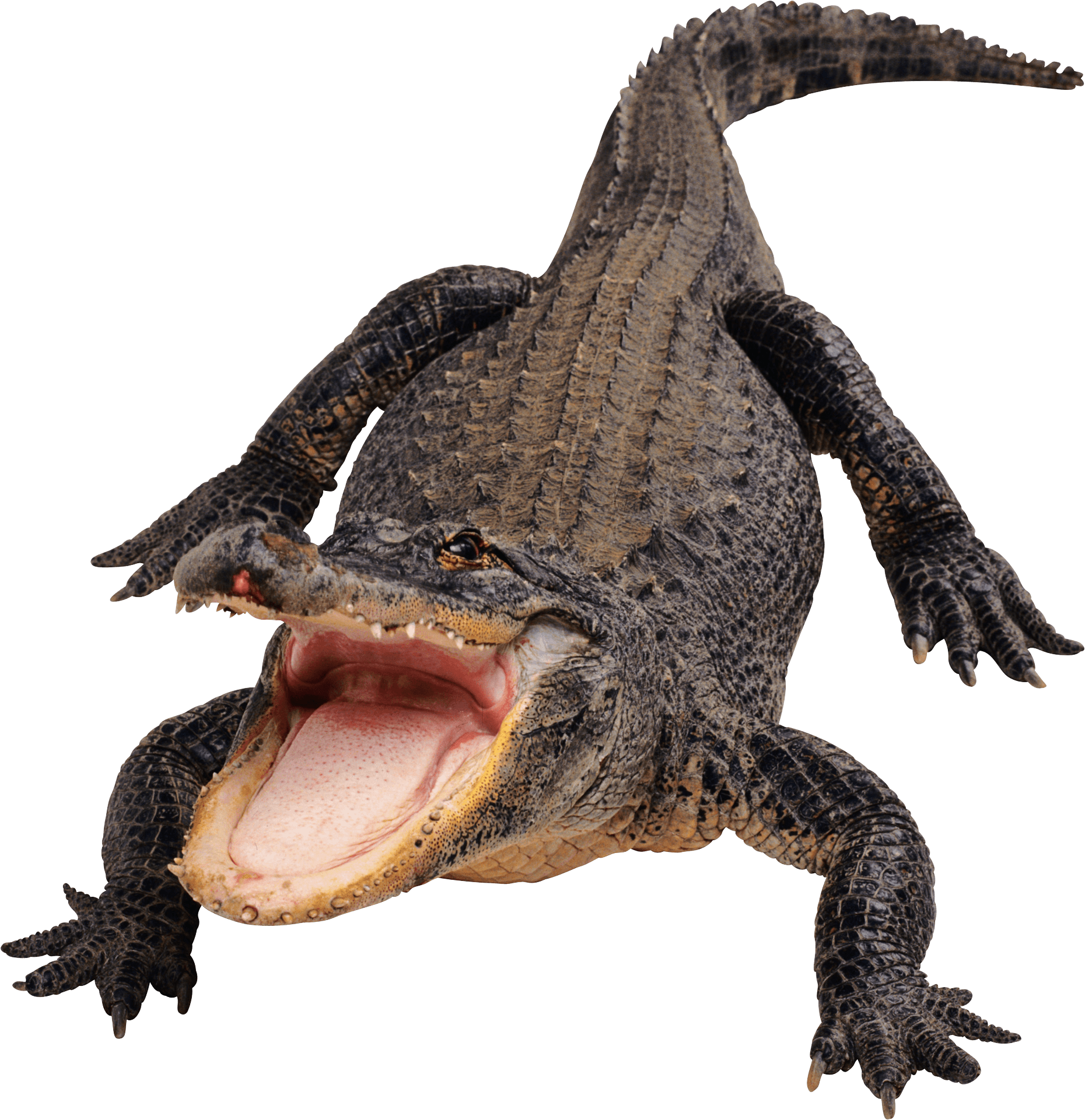 gator clipart small alligator