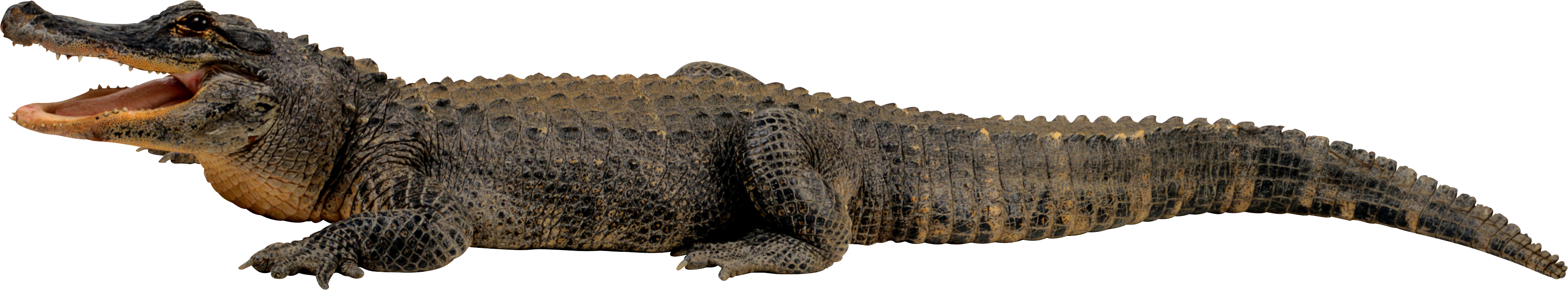 Water clipart alligator. Crocodile png images free