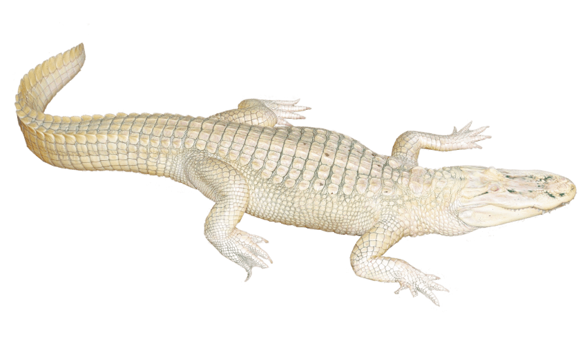 crocodile clipart female crocodile