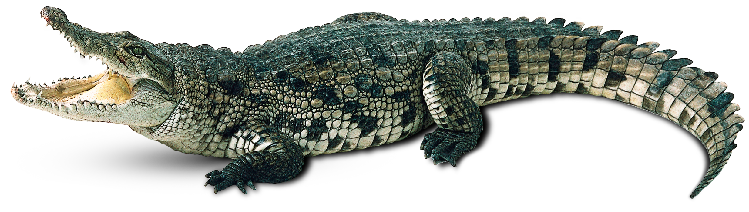 water clipart alligator
