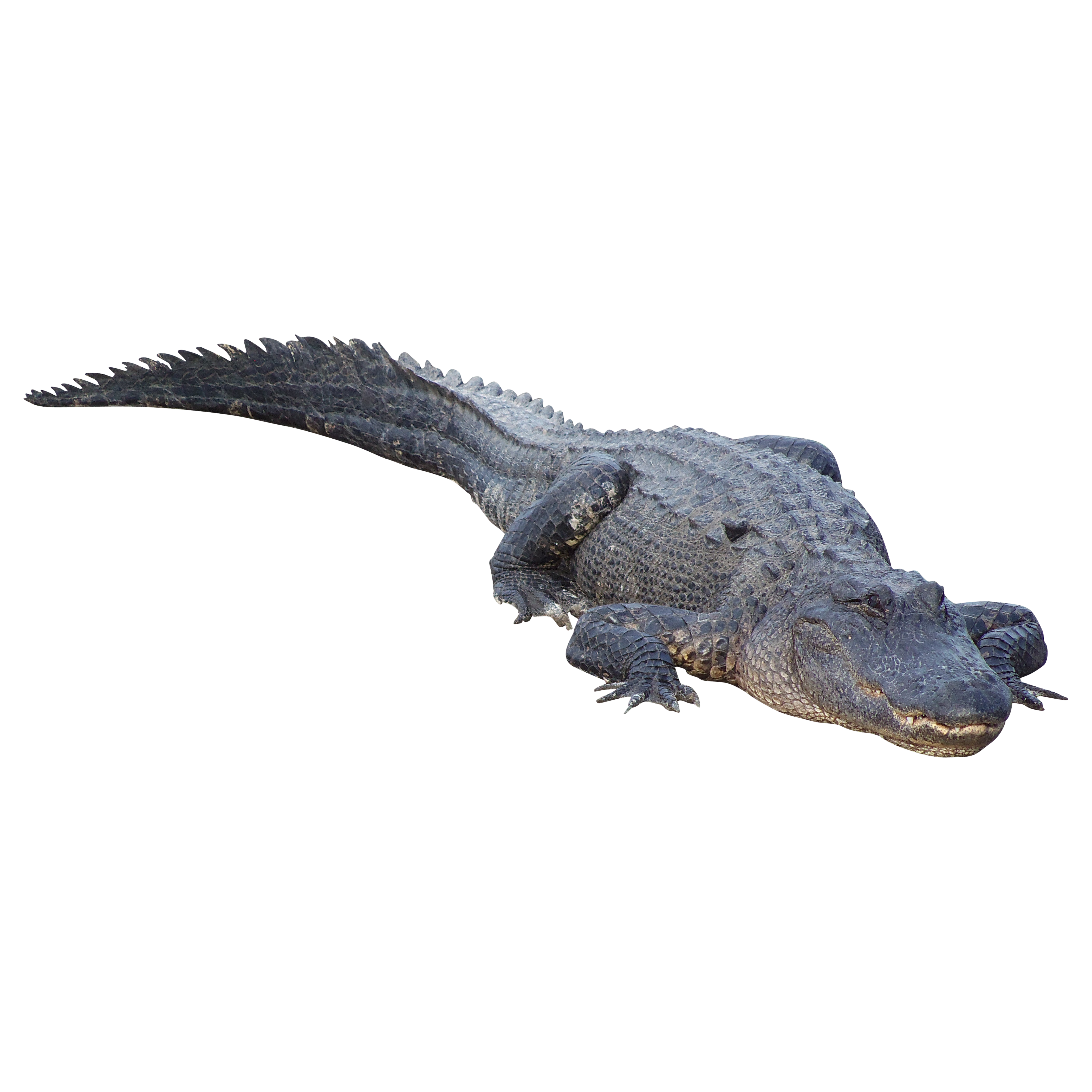 gator clipart crocodile tail