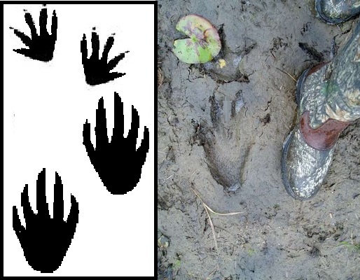 footprints clipart alligator