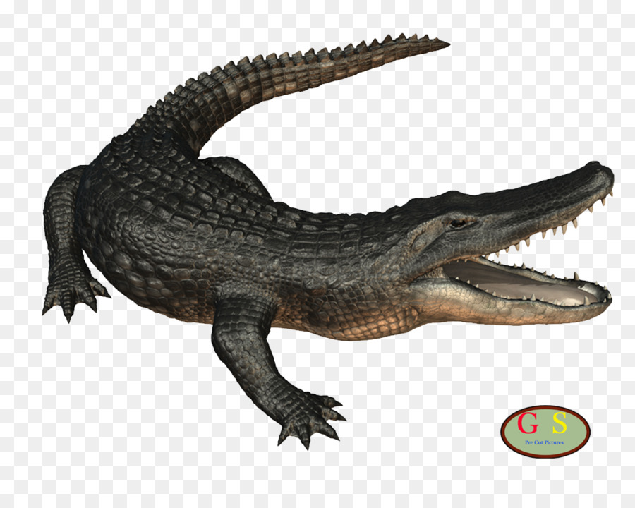 Crocodile clipart american crocodile. Alligator cartoon crocodiles game