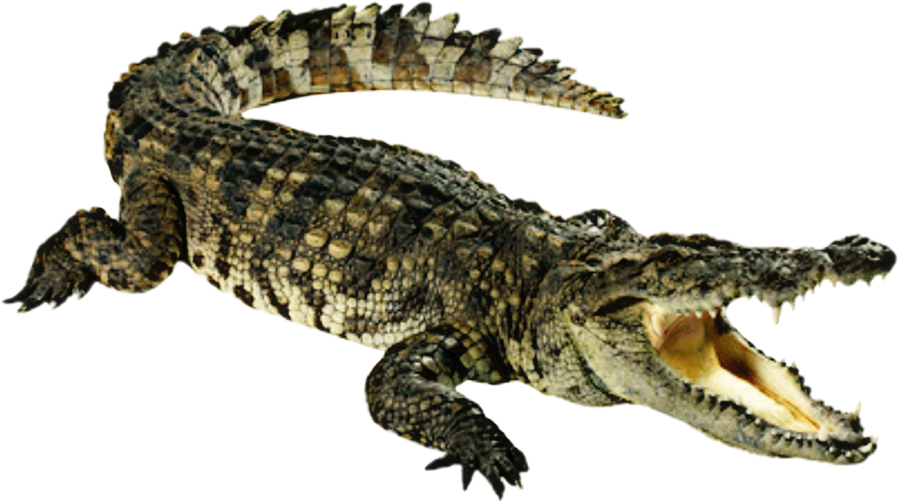 clipart alligator nile crocodile