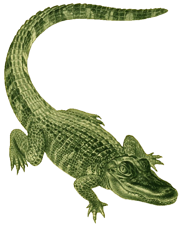 Images clip art left. Clipart skull alligator