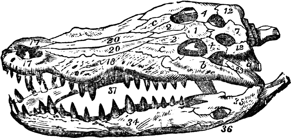 clipart alligator skull