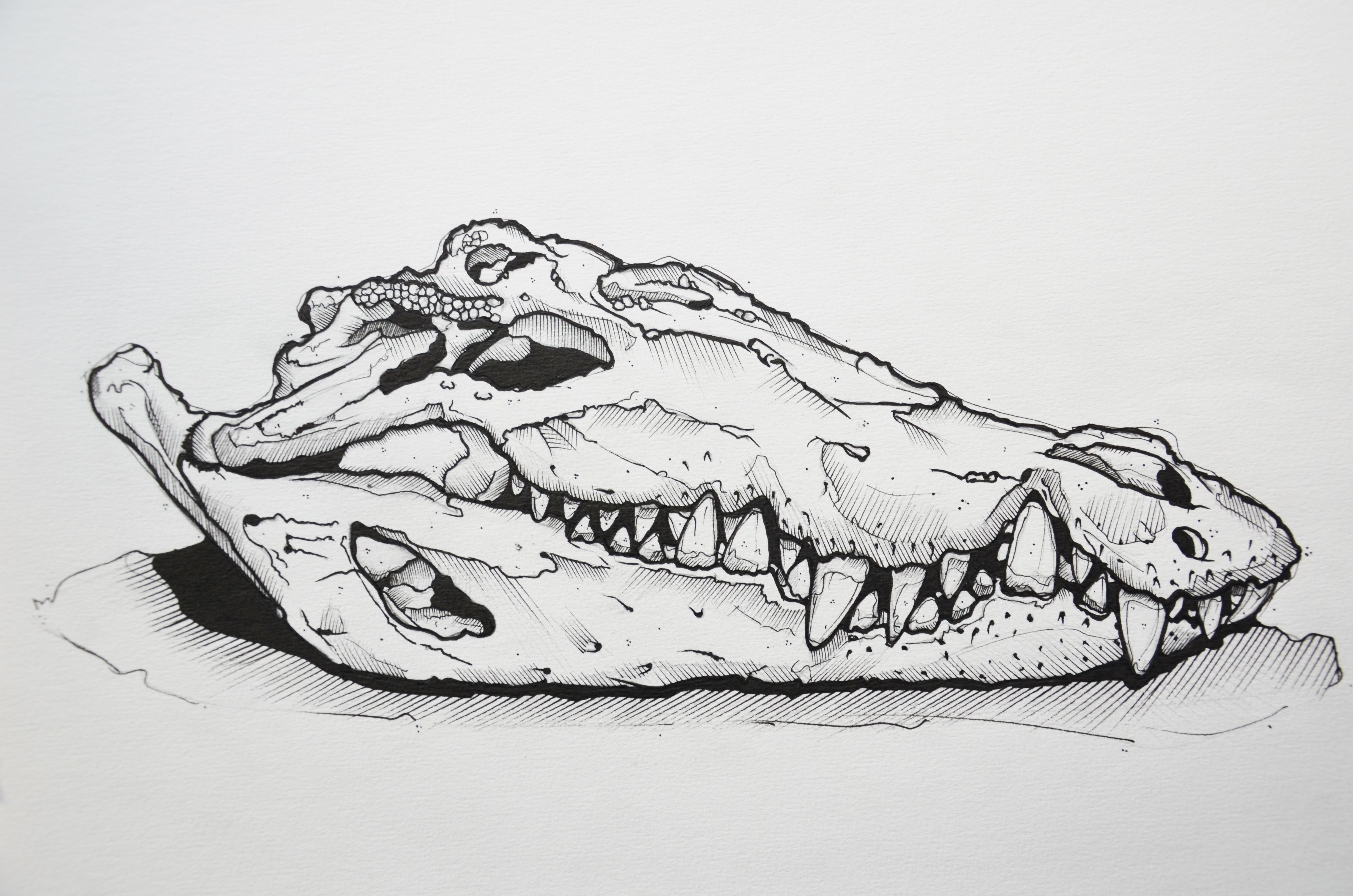 clipart alligator skull