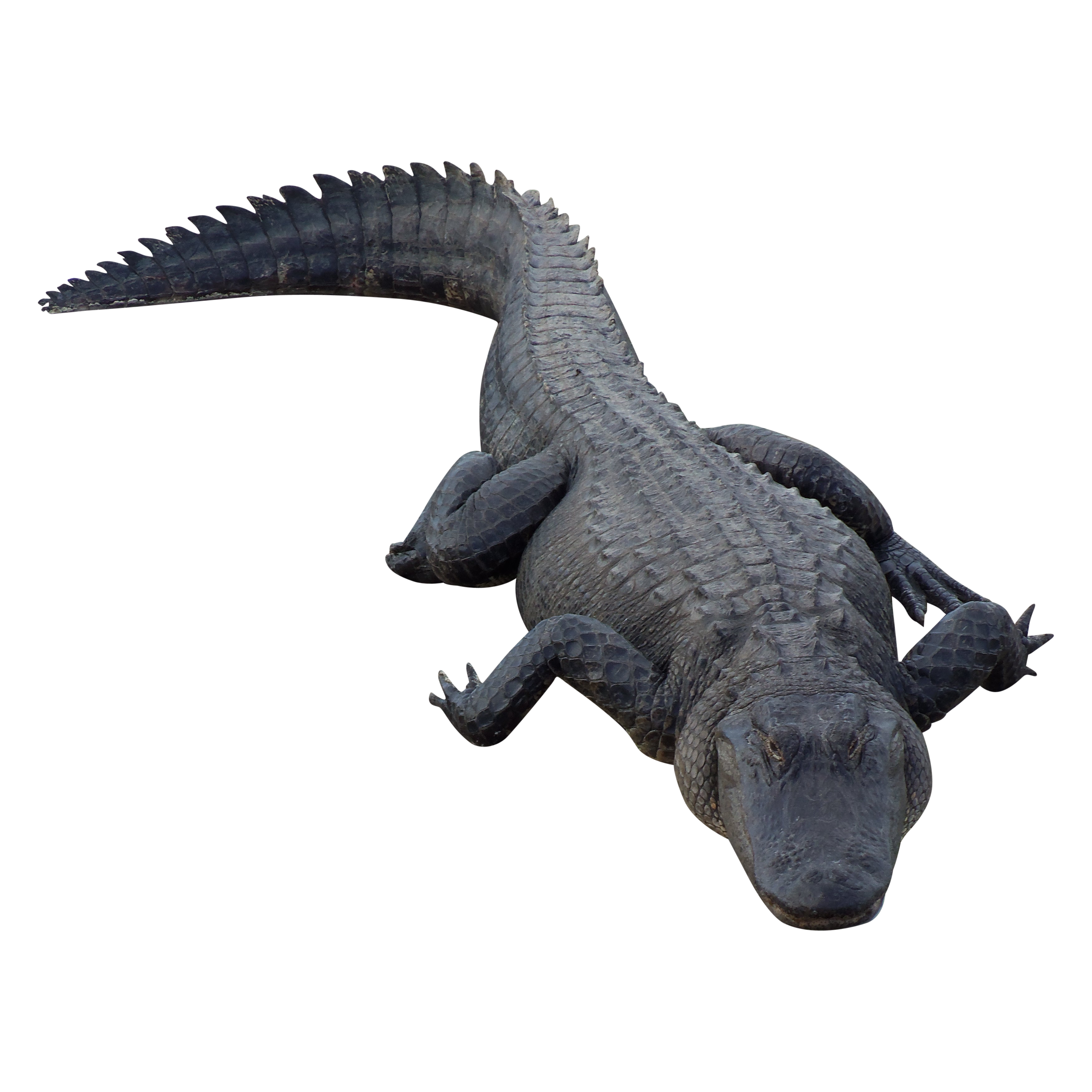 Gator clipart crocodile australian. Png images free download