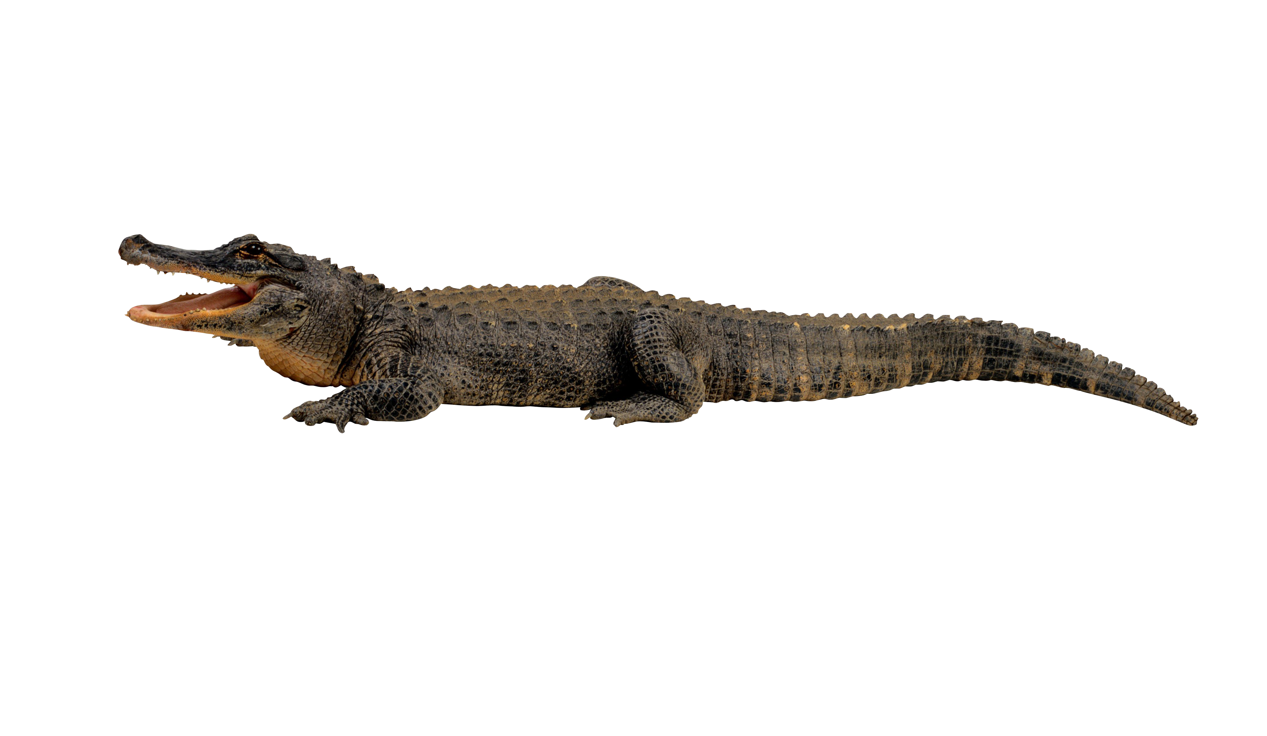 Crocodile png images free. Water clipart alligator