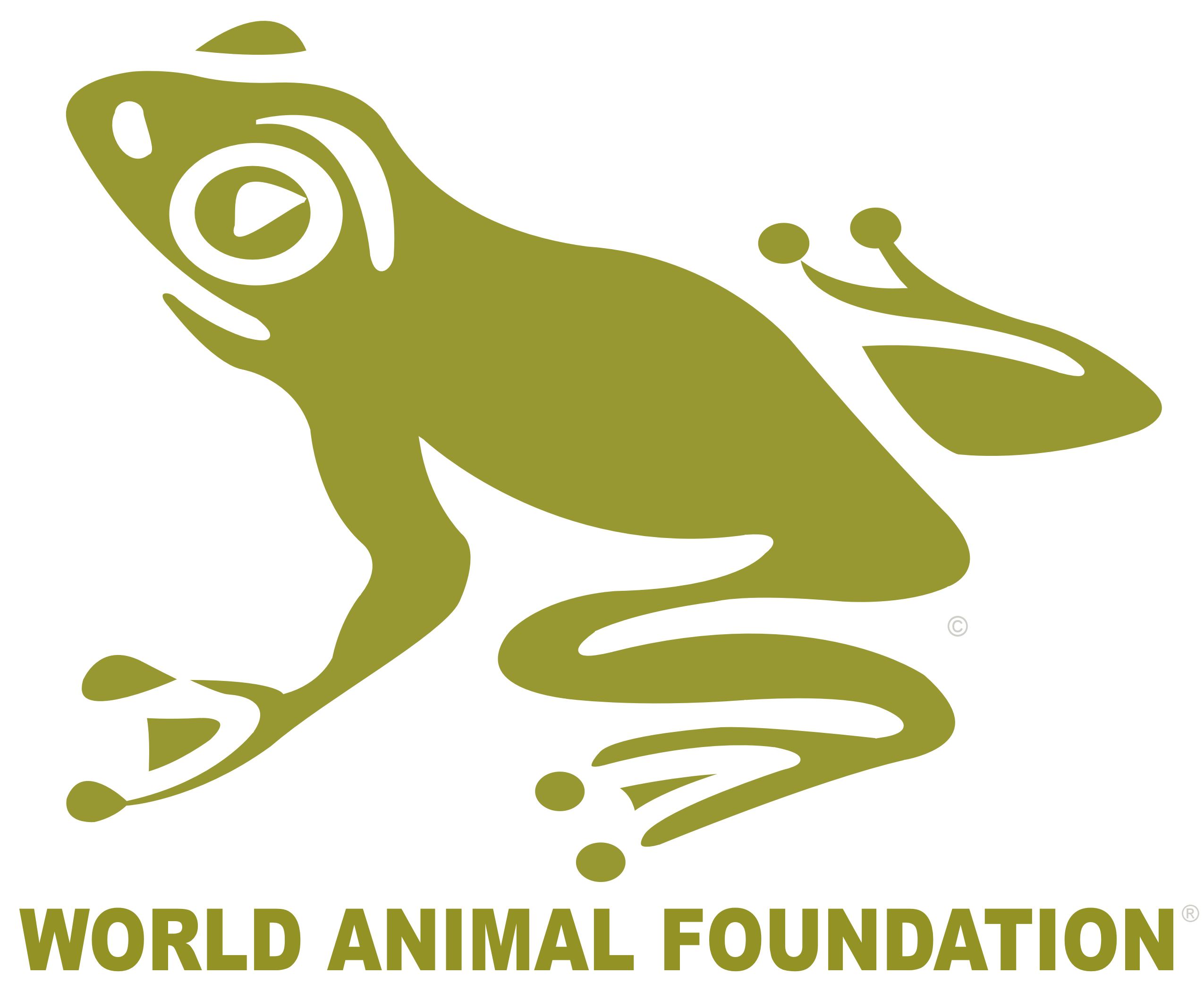 Rainforest clipart amphibian animal. World foundation appalachian advocate