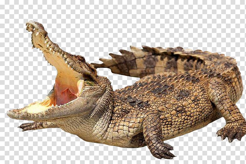 clipart alligator wild