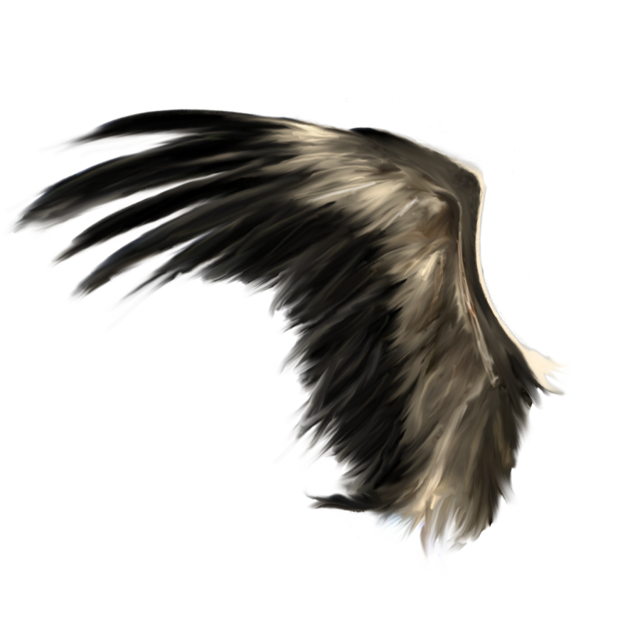 Wings png images free. Clipart angel realistic