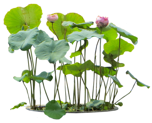 plant clipart aquatic plant