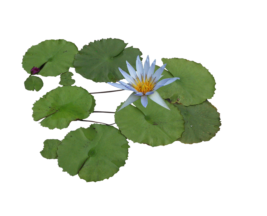 Clipart animals aquatic plant. Nelumbo nucifera water lily