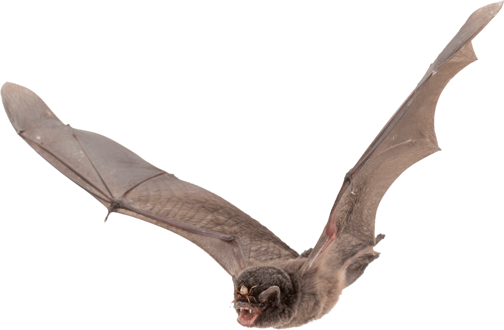 Clipart bat large. Wings transparent png stickpng