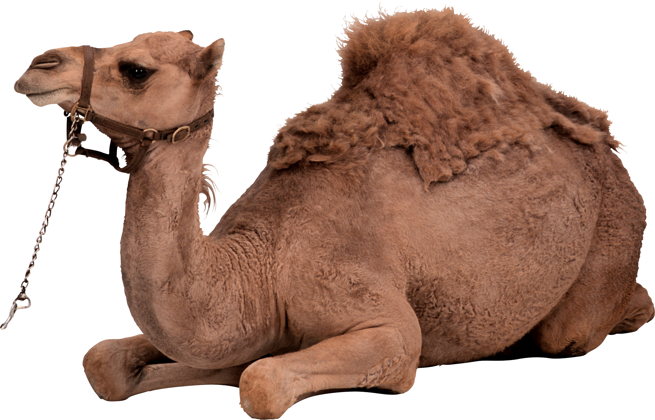 clipart animals camel