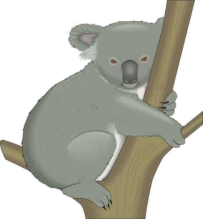 Clipart snake realistic. Koala graphics of koalas