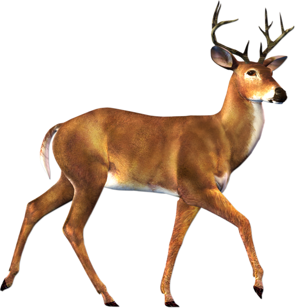 Deer clipart whitetail deer.  printables for kids
