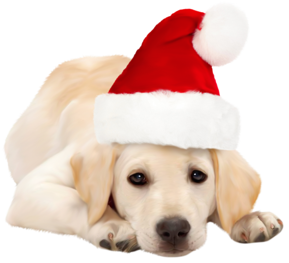 Dog with santa hat. Dogs clipart xmas
