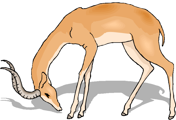 head clipart gazelle