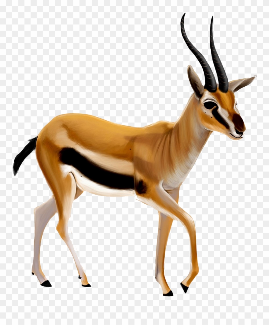 deer clipart gazal