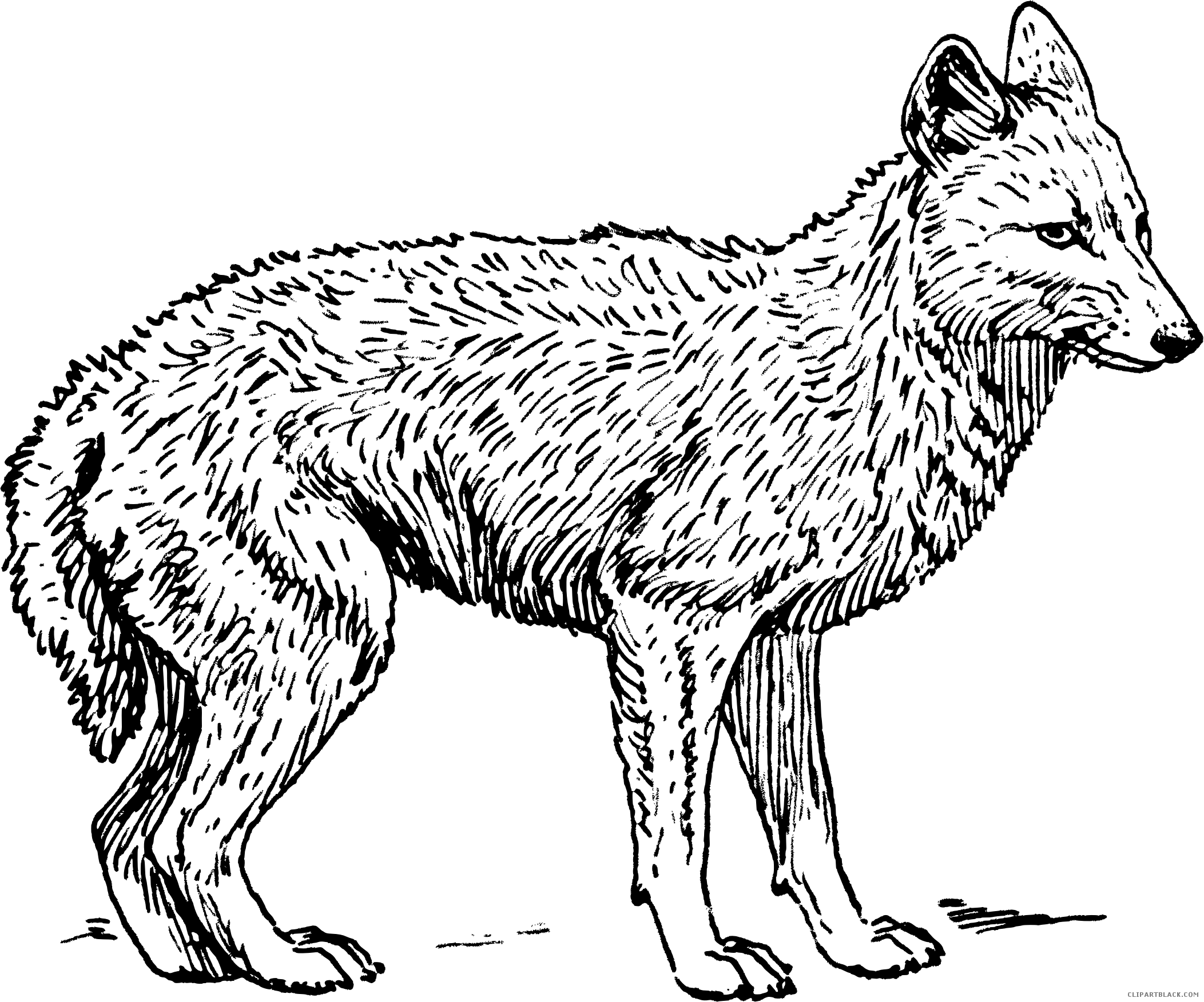Clipart animals jackal, Clipart animals jackal Transparent FREE for