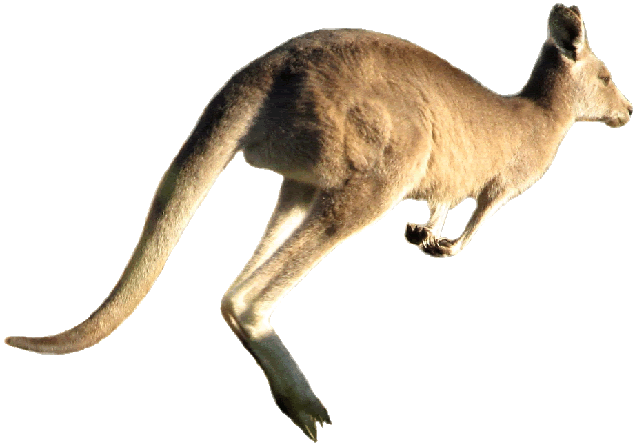 Kangaroo clipart foot. Jumping lge cm wide