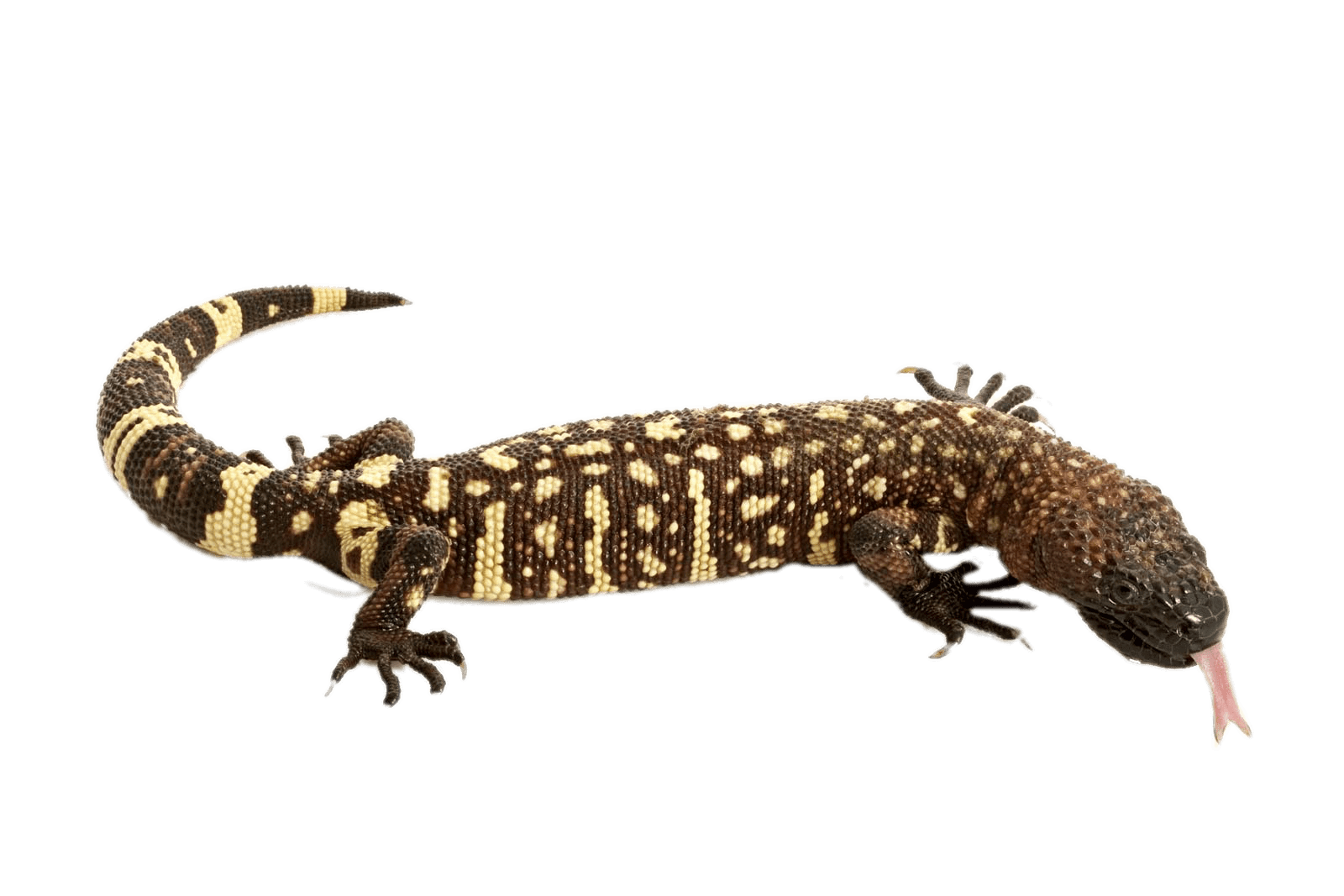Mexican beaded transparent png. Clipart animals lizard