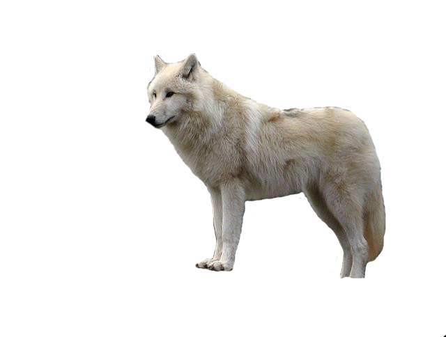 White with transparent png. Wolf clipart clear background
