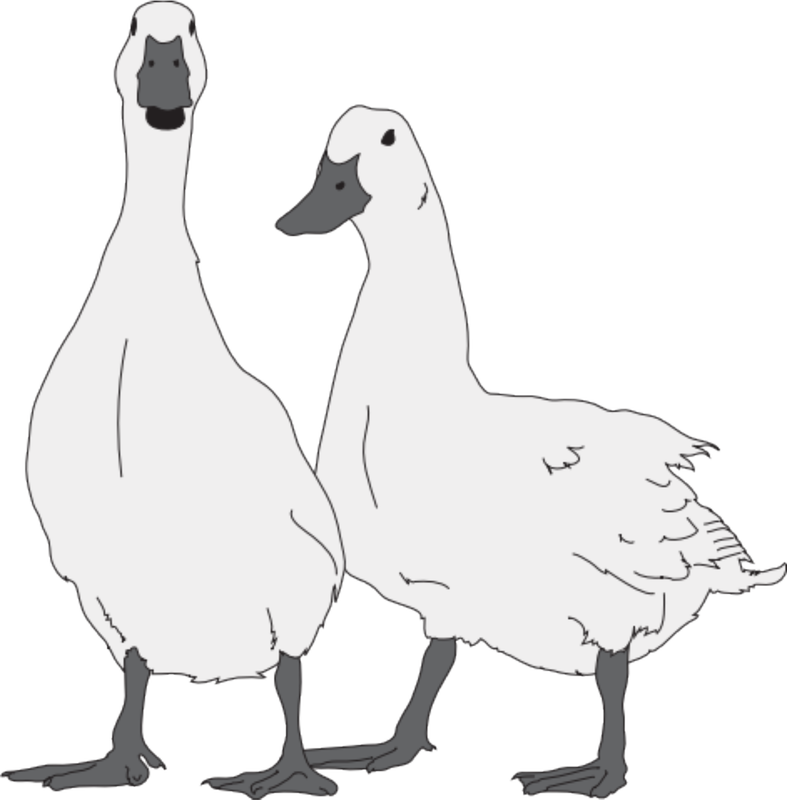 Ducks clipart public domain. Png modern clip art