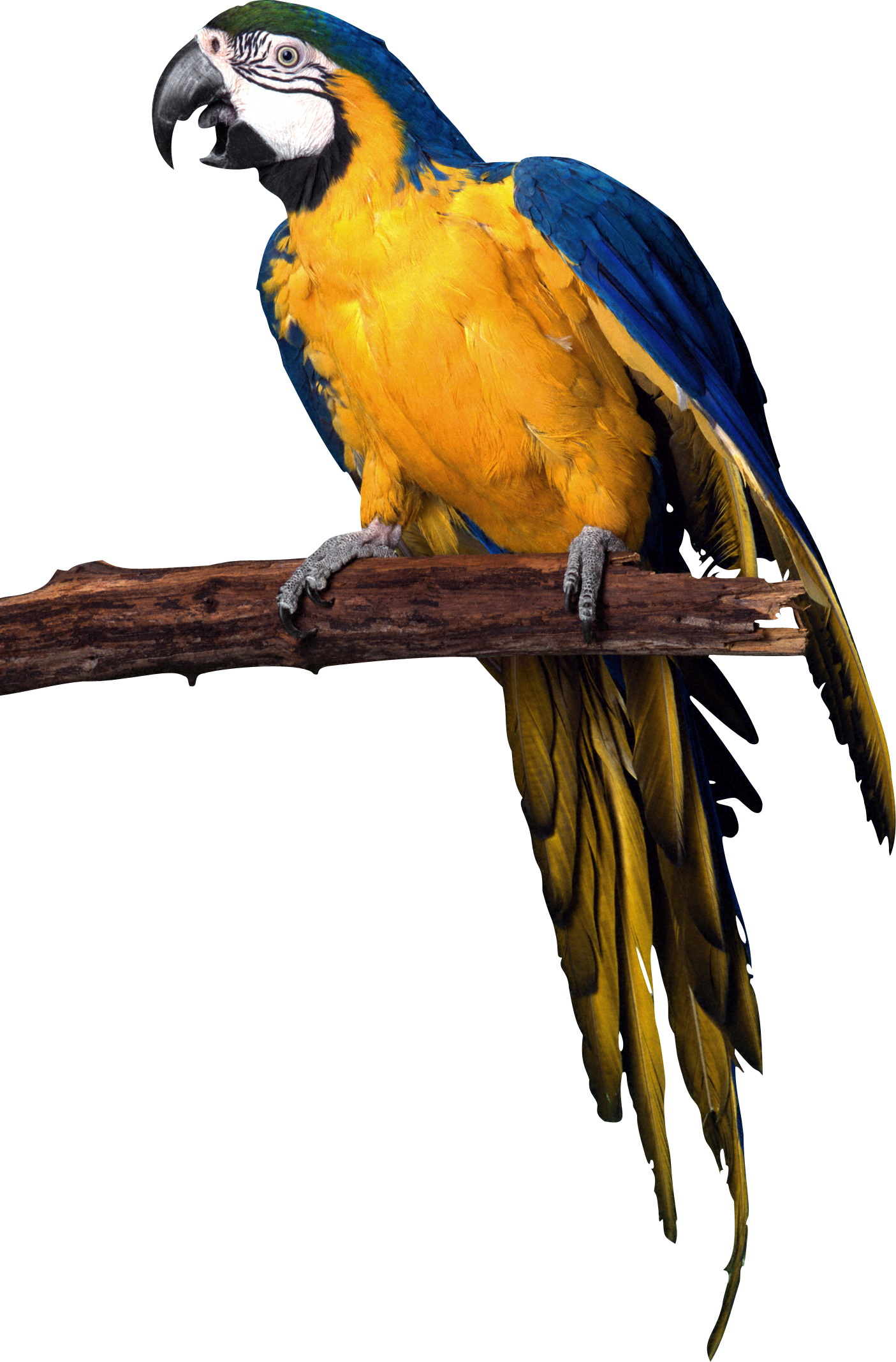 clipart animals parrot